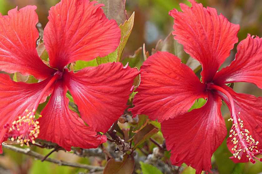 Wash Your Hair with Botanicals