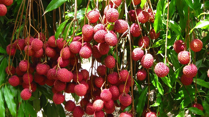 Litchi from Rishikesh