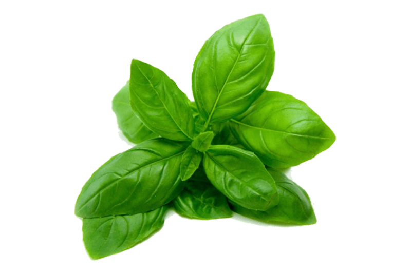 tulsi leaf png clipart