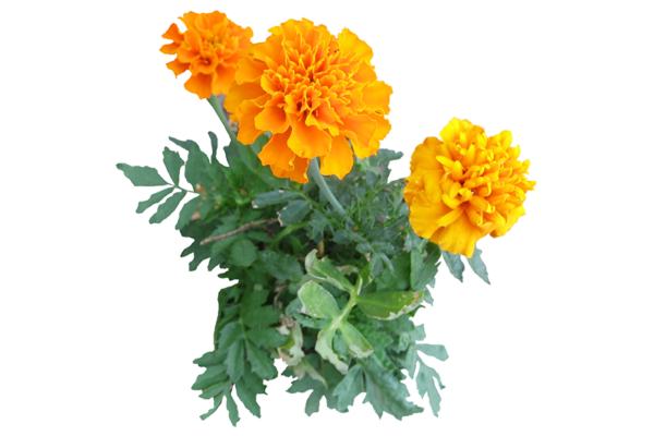 Marigold