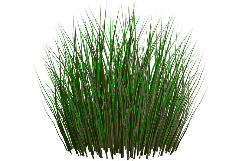 Nutgrass