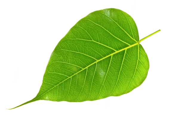 Peepal Leaves