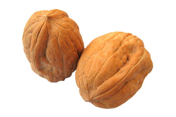 Walnut