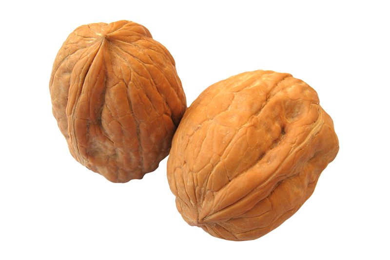 Walnut