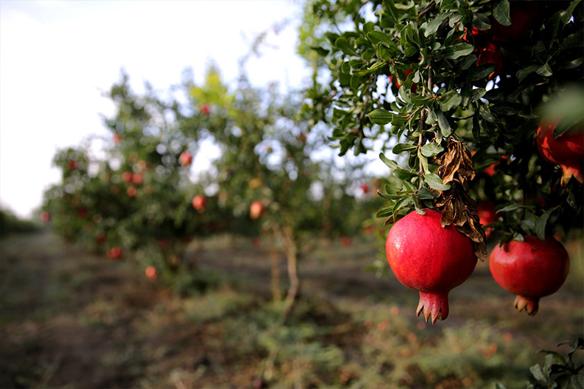 fresh pomegranate tree