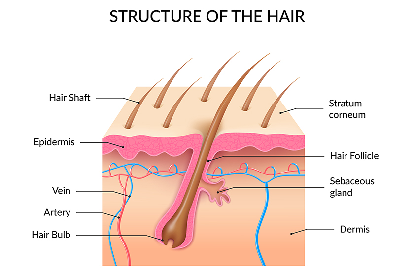 Human Hair Anatomy