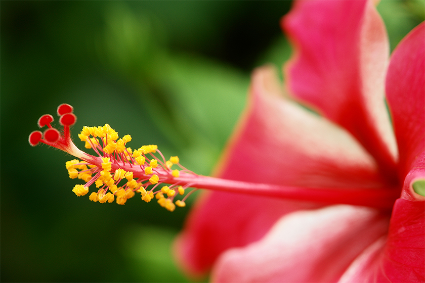 Japapatti or Hibiscus Flower