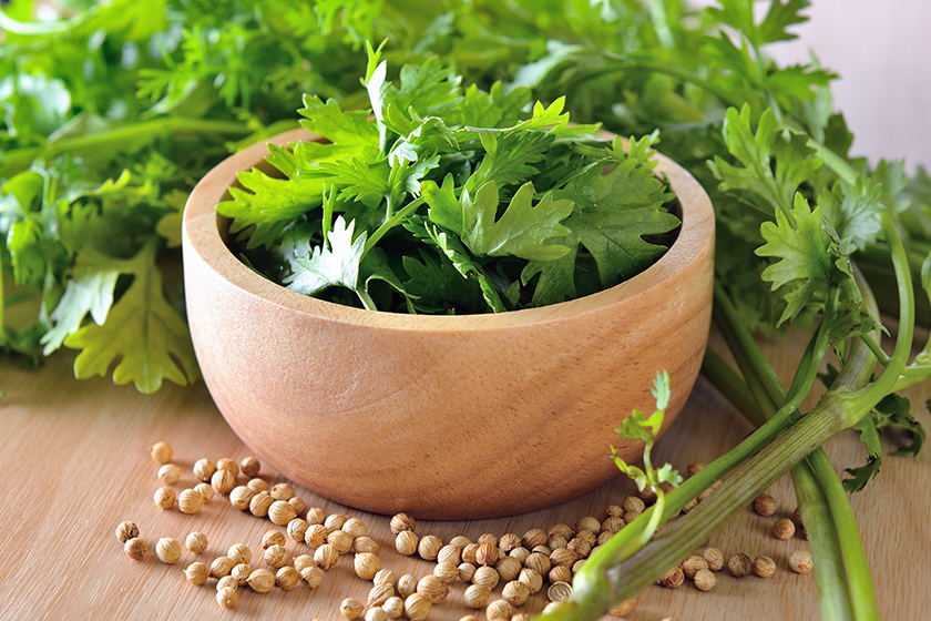 coriander