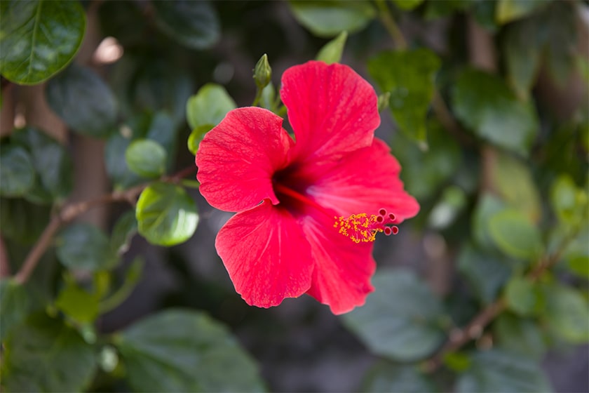 hibiscus flower