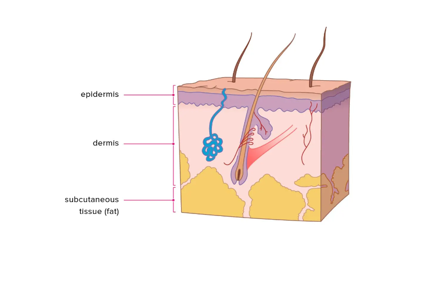 skin barrier